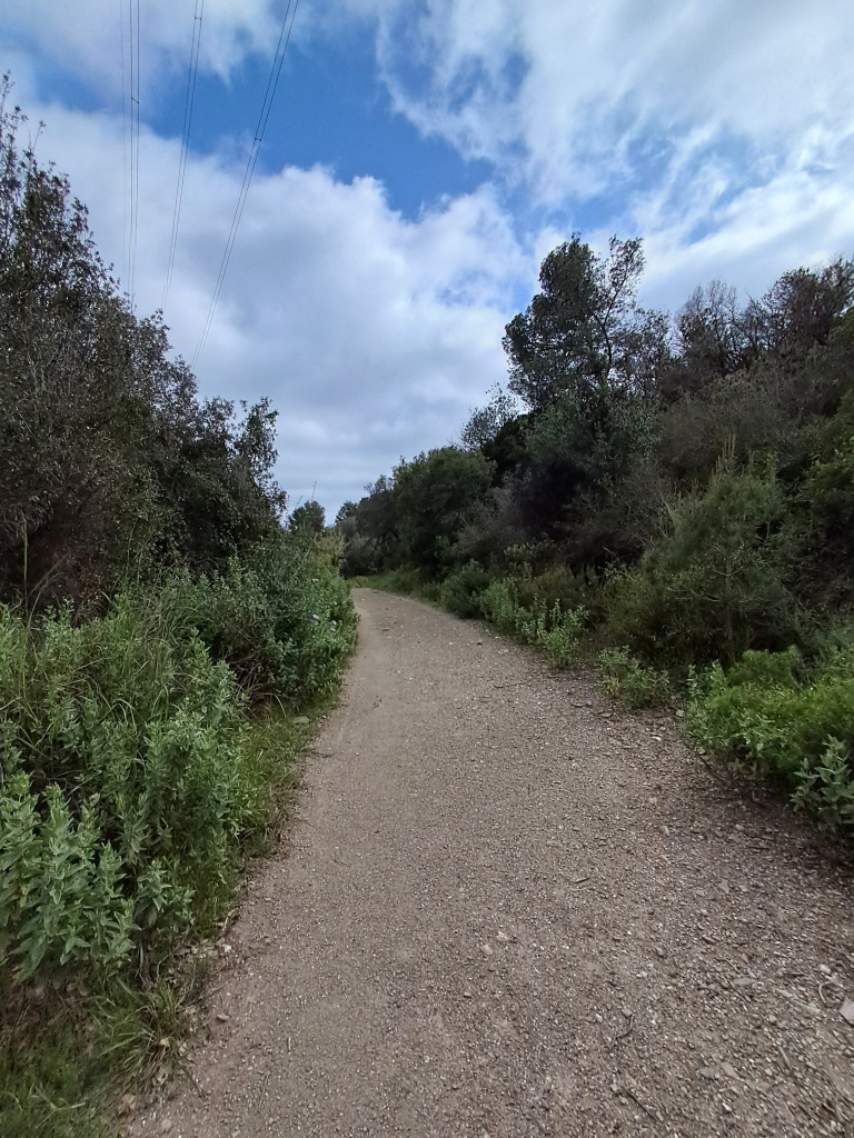 Vista del traçat del camí que transcorre entre bosc mixt mediterrani.