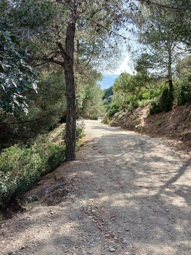 Tram del camí al seu pas per una zona forestal de bosc mixt mediterrani.