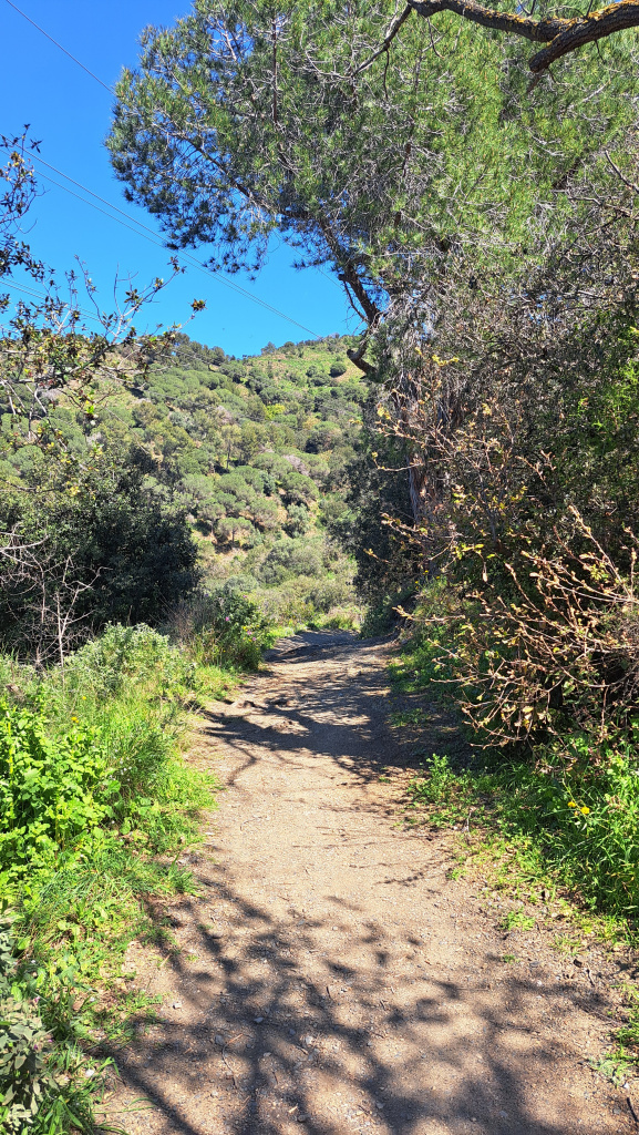 Tram del camí entre vegetació mediterrània. 