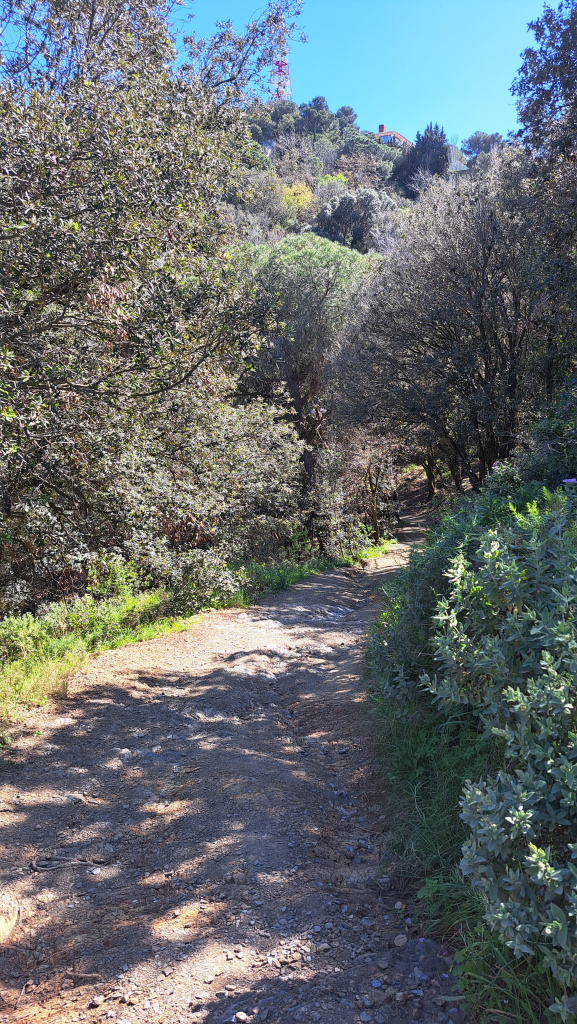 Tram del camí entre vegetació mediterrània. 