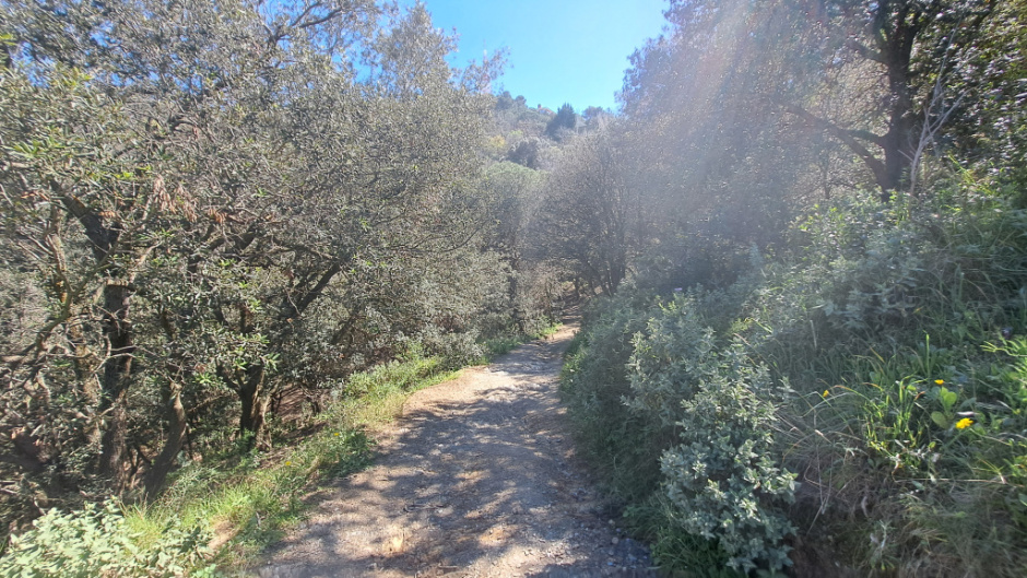 Tram del camí entre vegetació mediterrània. 