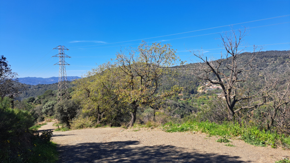 Tram del camí envoltat de vegetació mediterrània.
