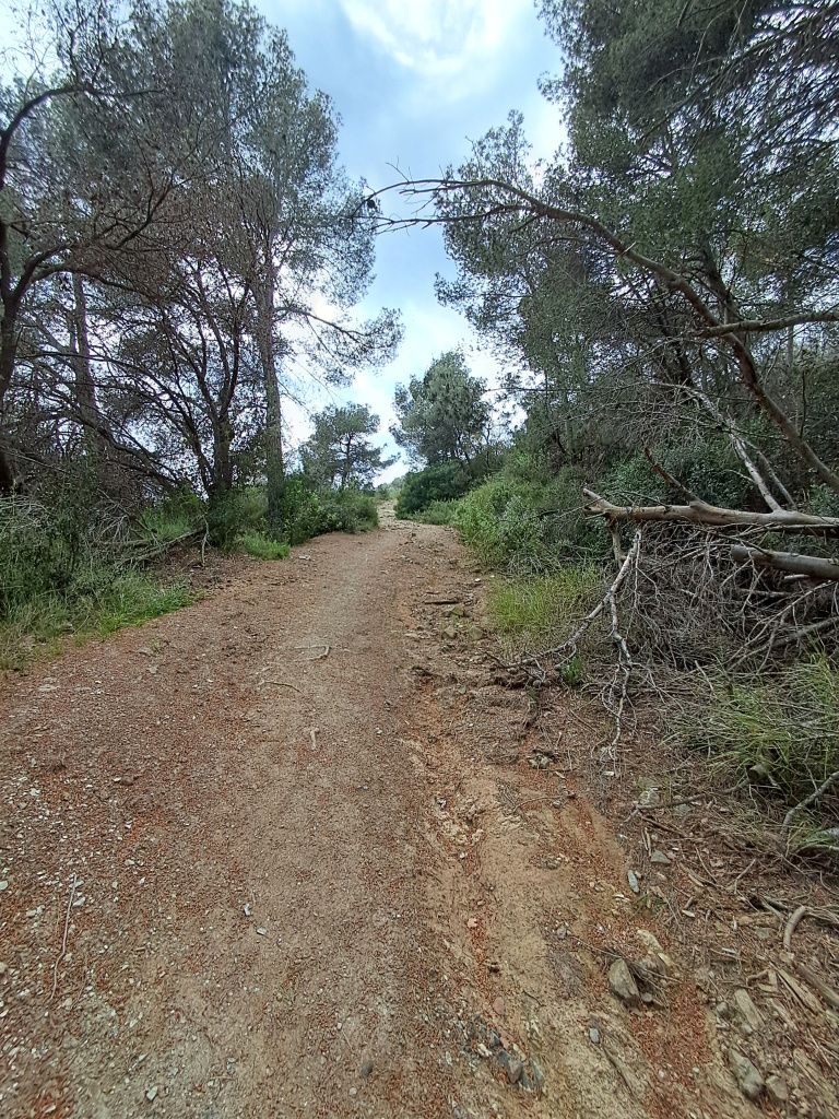 Vista del camí al seu pas pel bosc mixt.