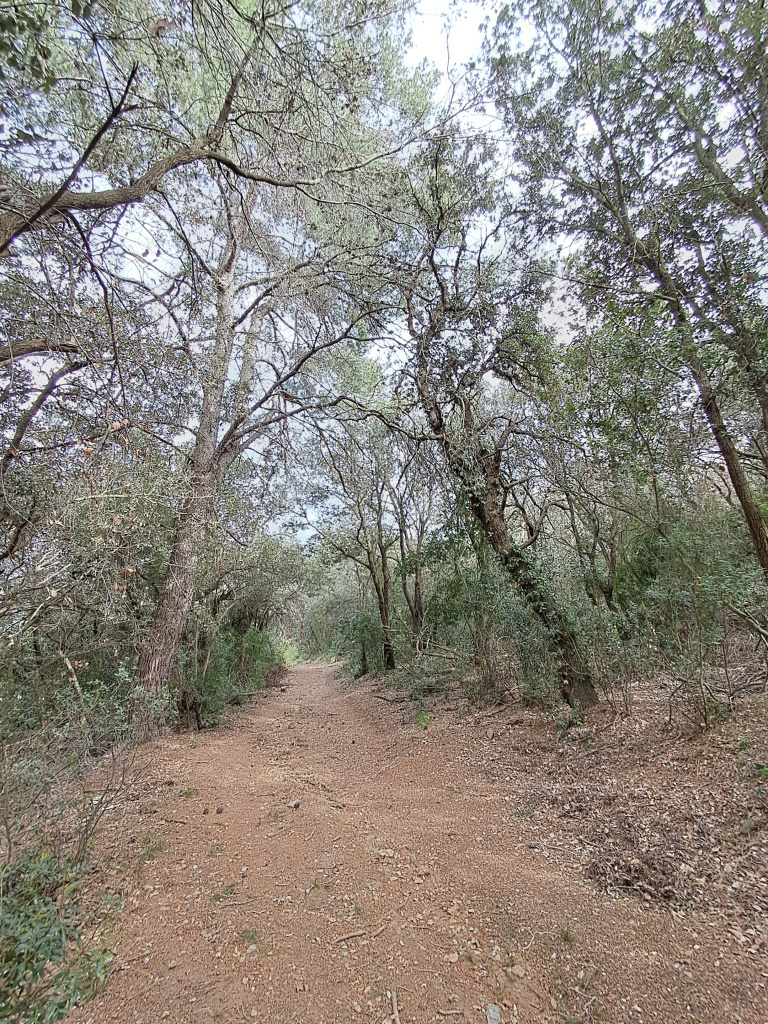 Vista del camí al seu pas pel bosc mixt.