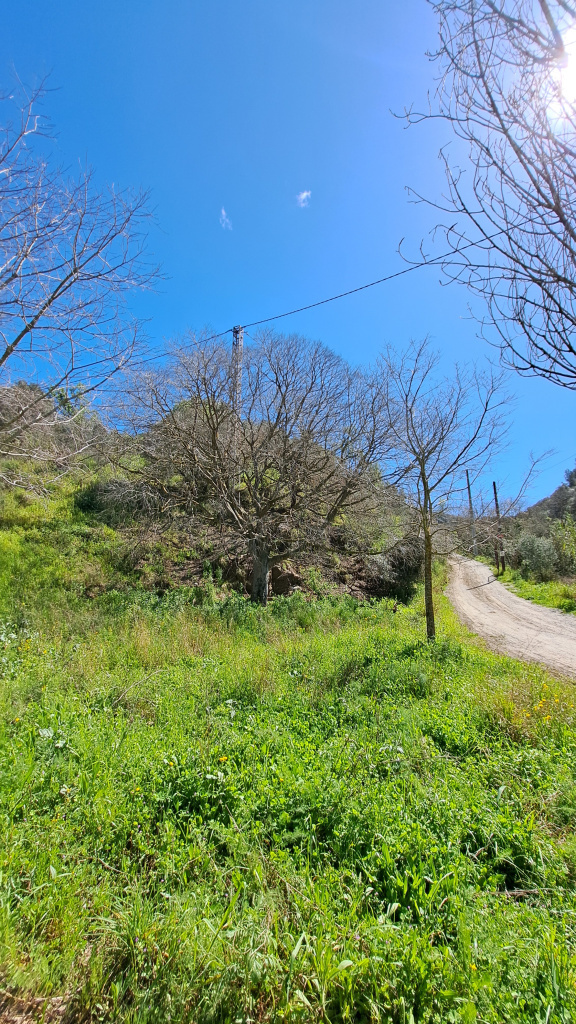 El camí flanquejat per un majestuós lledoner.
