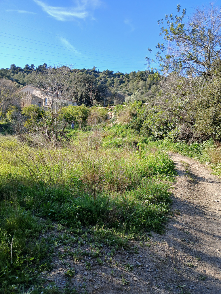 Camí entre vegetació mediterrània.