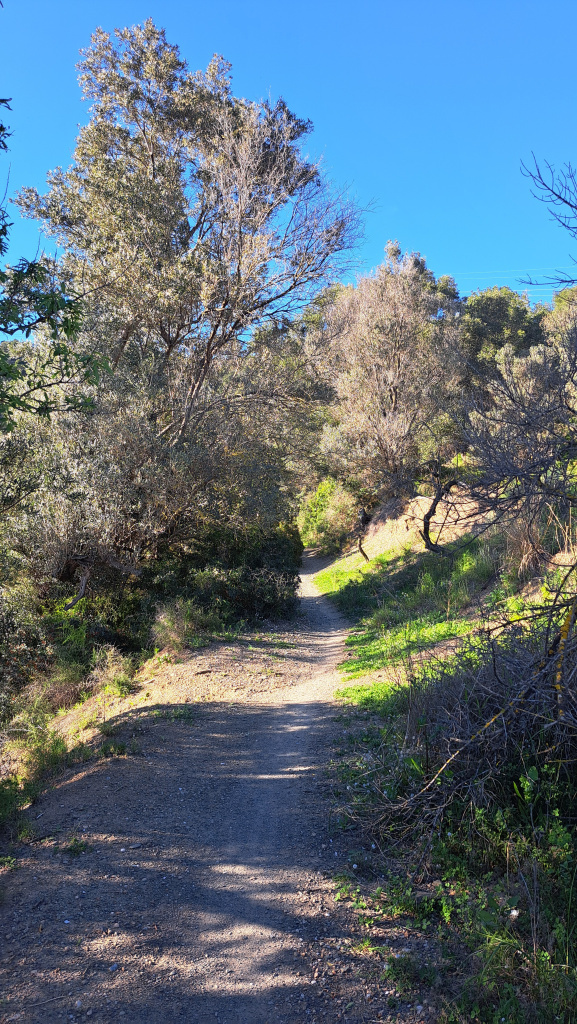 Camí entre vegetació mediterrània.