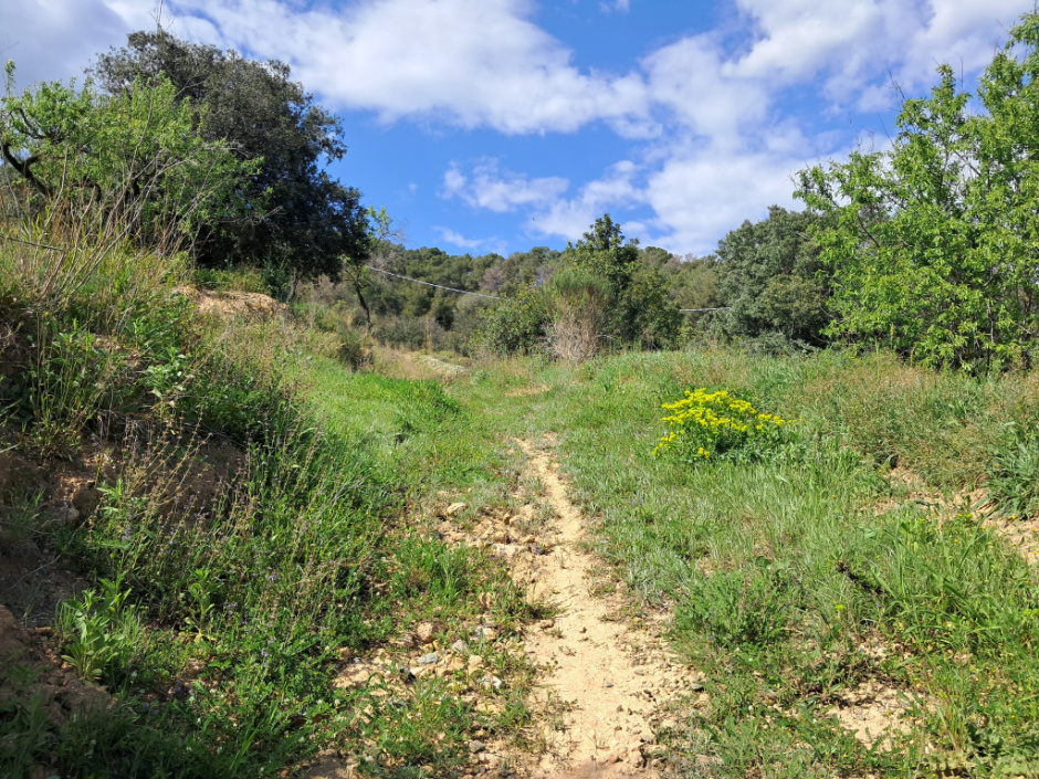 El camí, gairebé invisible sota l’esclat primaveral, s’enfila discretament entre el verd exuberant i les flors silvestres que envaeixen els marges.