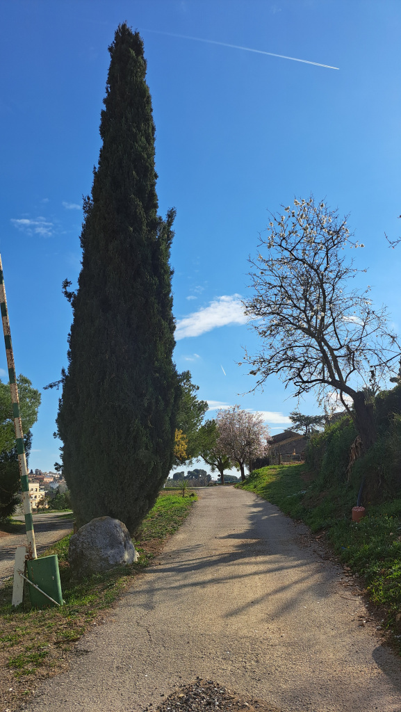 Xiprer a l'entrada de la masia de can Coscoll.