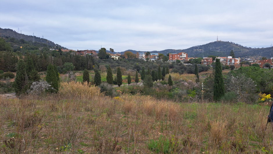 Vista del tram del camí flanquejat pel conjunt de 26 xiprers.