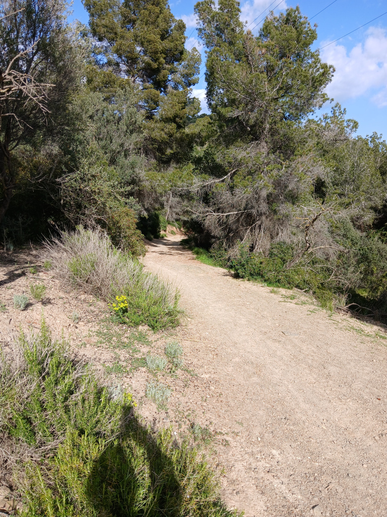 Tram forestal del camí.