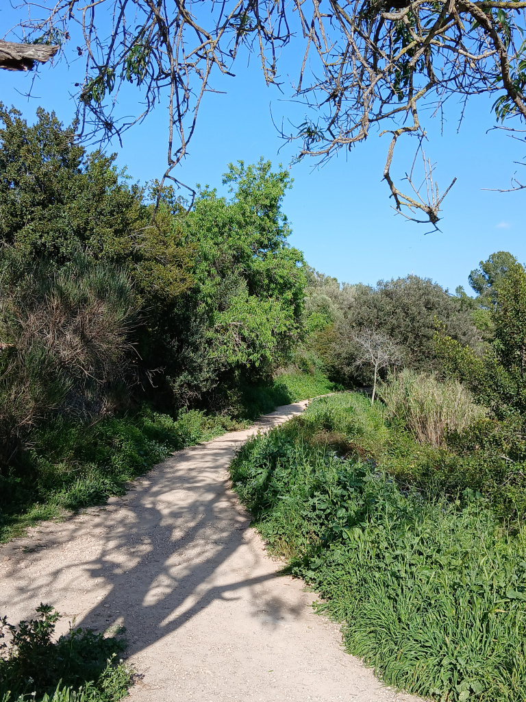  Tram del camí entre vegetació mediterrània.