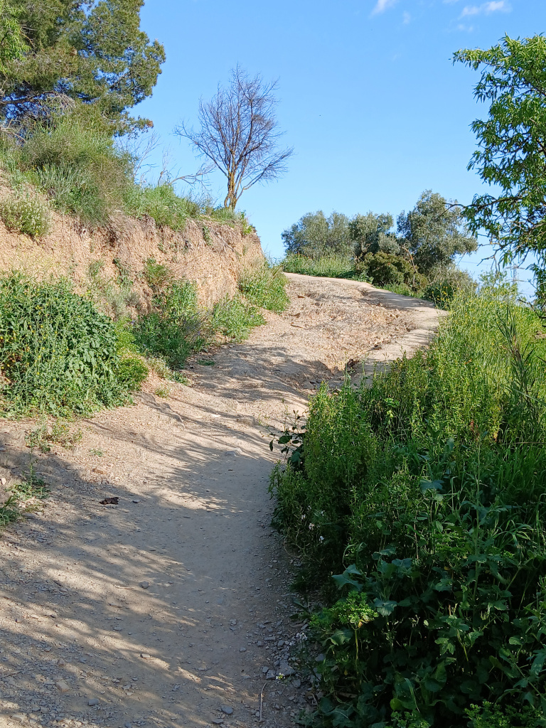 Vista del camí al seu pas pel bosc mixt.