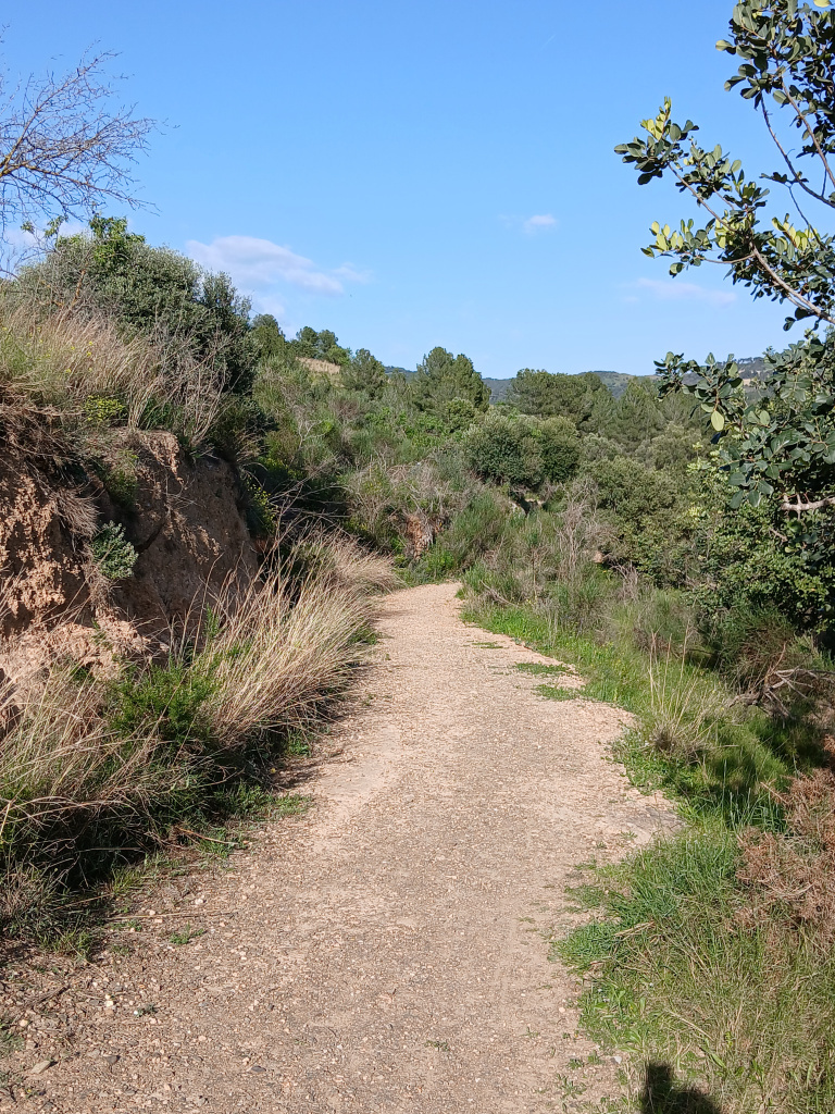 Vista del camí al seu pas pel bosc mixt.