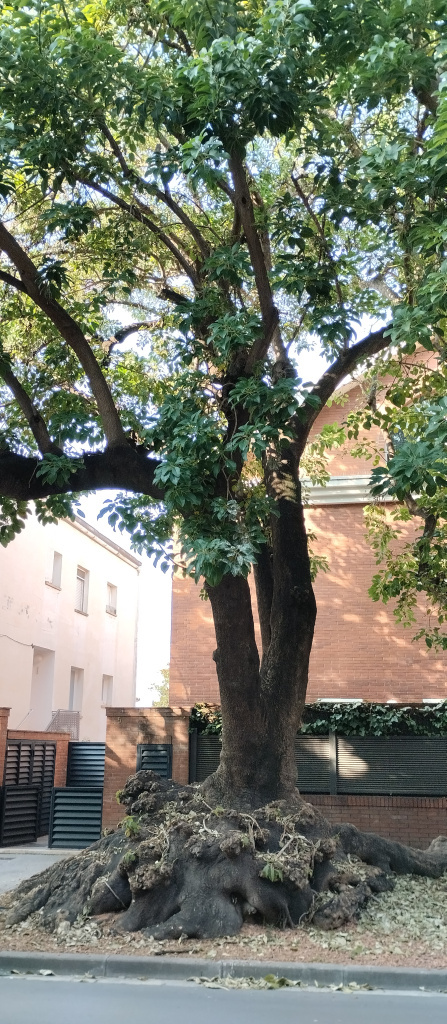 Detall del tronc i el brancatge.