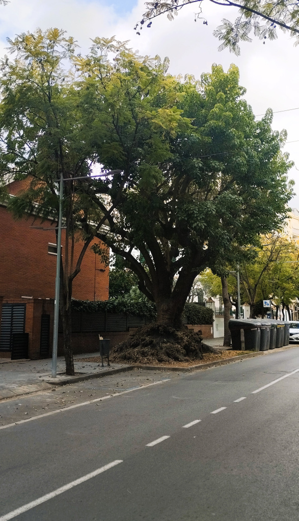Vista dels dos exemplars de bellaombra al carrer Miquel Reverter.