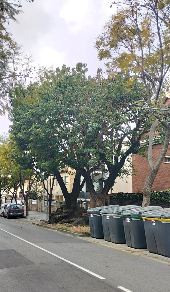 Vista dels dos exemplars de bellaombra al carrer Miquel Reverter.