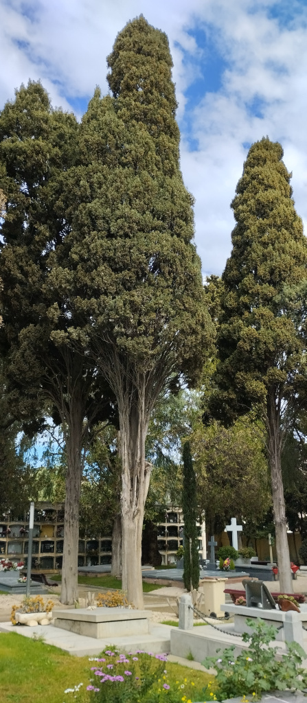 Vista dels xiprers dins del cementiri.