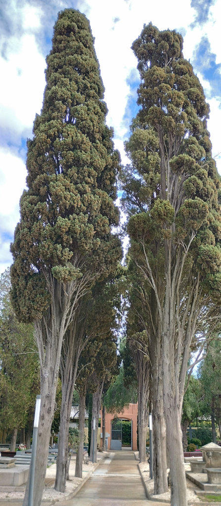 Vista del carrer central del cementiri flanquejat pels xiprers.