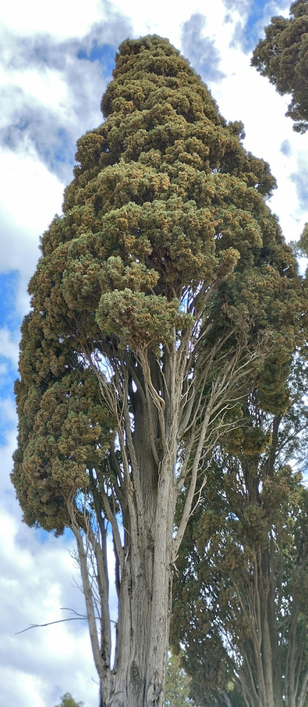Detall de la capçada d'un dels xiprers.