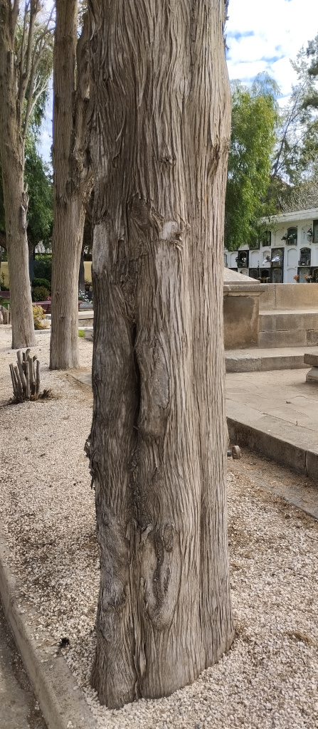 Detall del tronc d'un dels xiprers.
