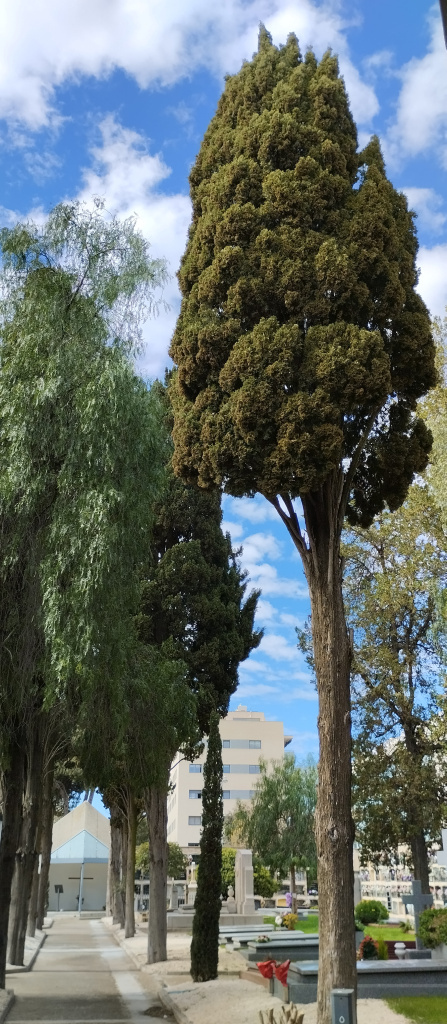 Vista detall d'un dels xiprers del cementiri.