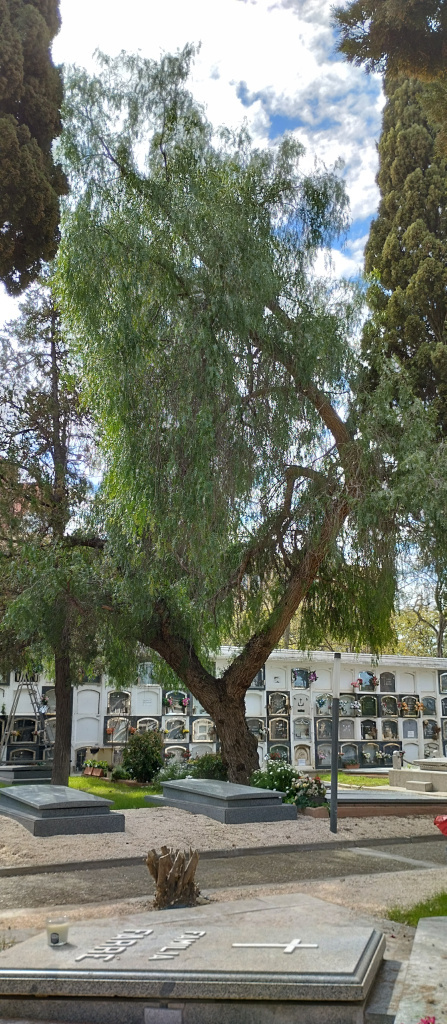 Vista general d'un dels exemplars de fals pebrer.