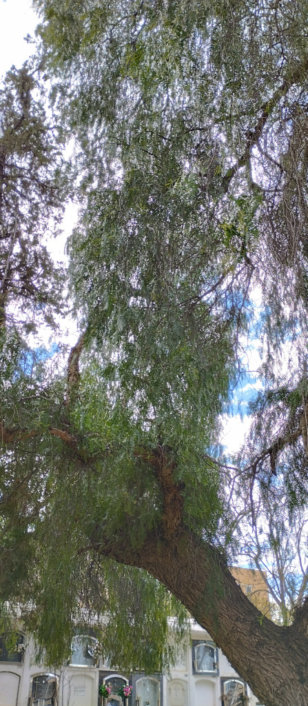 Detall d'un dels exemplars de fals pebrer.