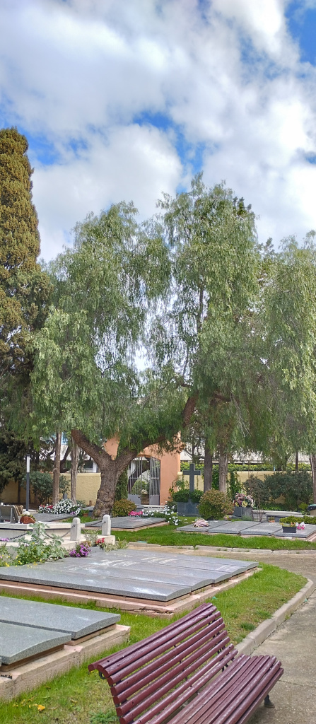 Vista general de l'emplaçament d'un dels exemplars de fals pebrer.