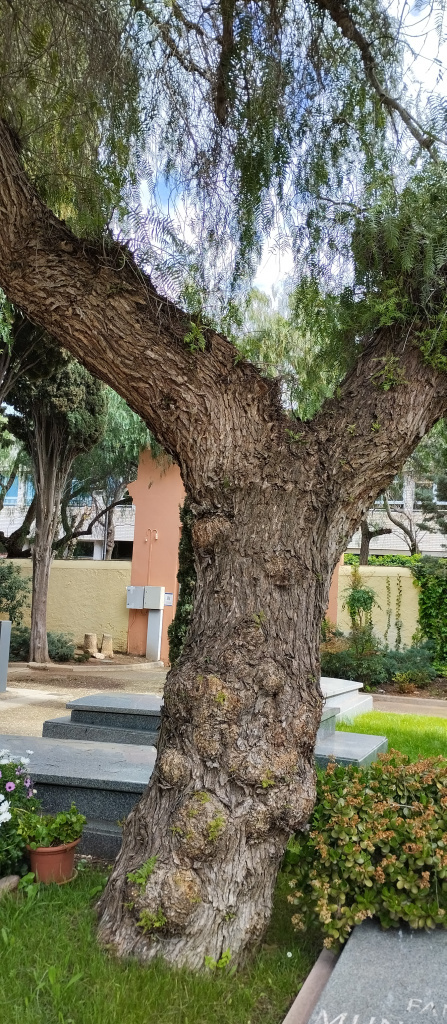 Detall del tronc d'un dels exemplars de fals pebrer.