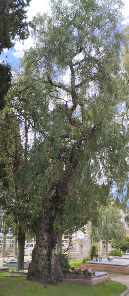 Vista general d'un dels exemplars de fals pebrer.