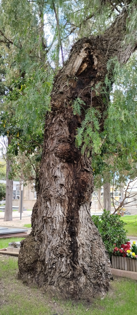 Detall del tronc d'un dels exemplars de fals pebrer.