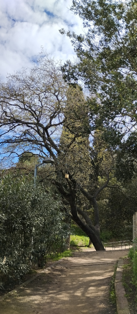 Vista d'un dels tres exemplars de roure a la Baixada del Mas.