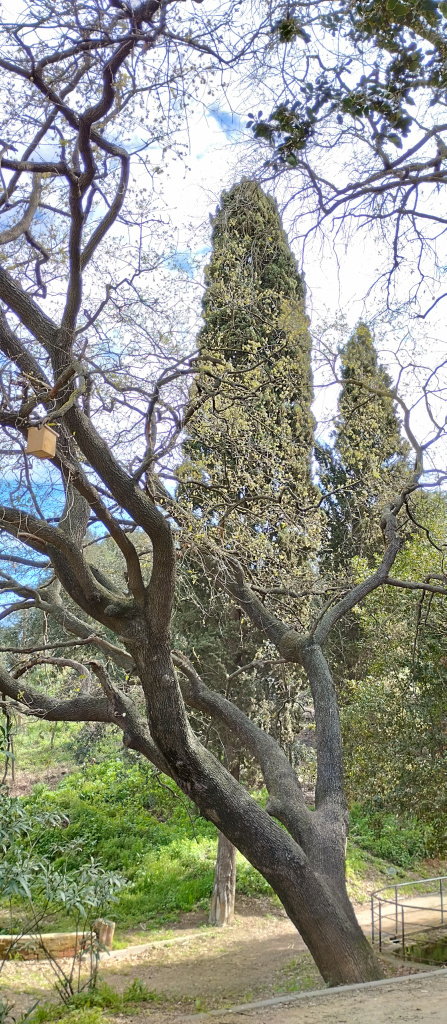 Detall d'un dels tres exemplars de roure.
