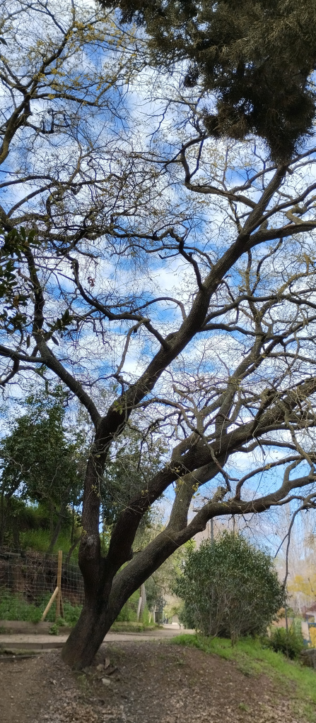 Detall d'un dels tres exemplars de roure.