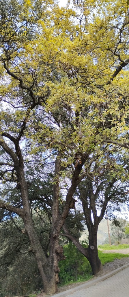 Vista detall dels roures.