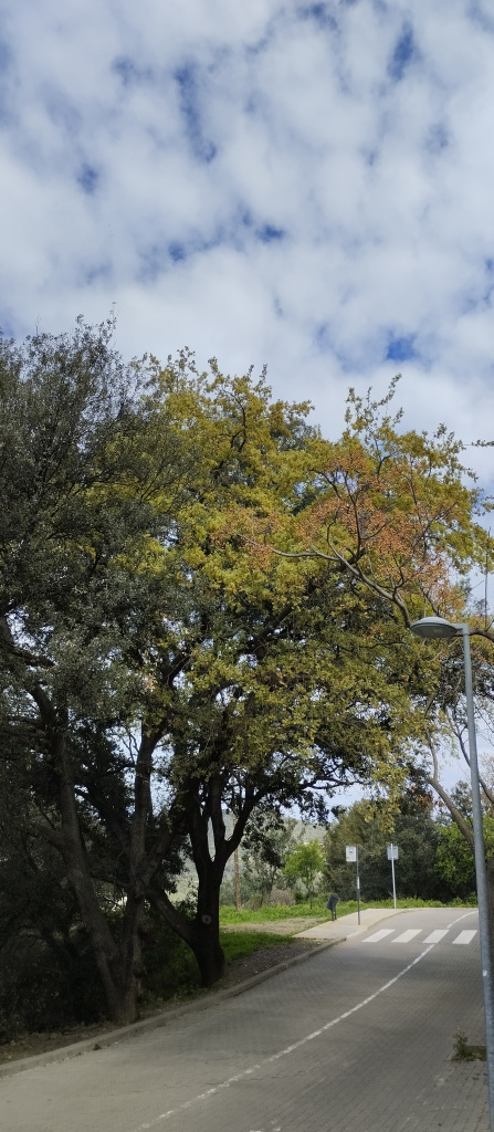Vista dels roures al marge del camí de can Candeler.