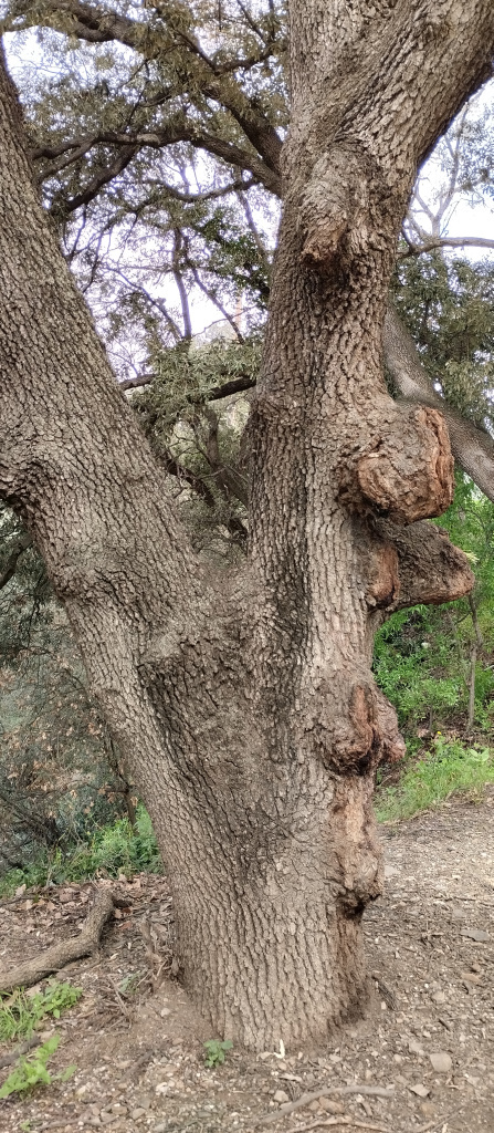 Vista detall del tronc d'un dels exemplars de roure.