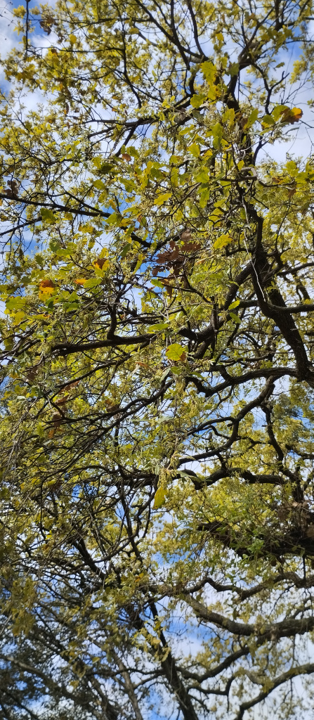 Vista detall de la capçada d'un dels exemplars de roure.