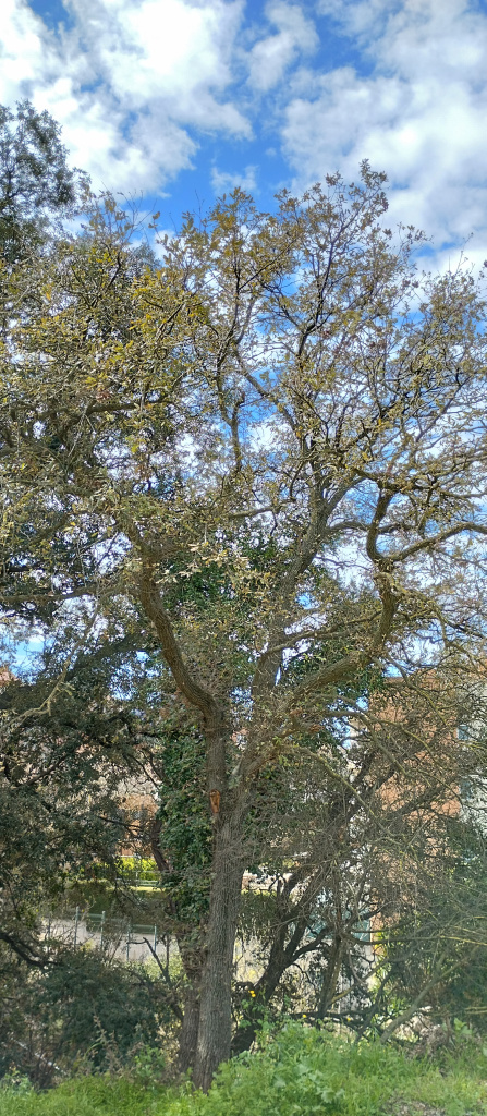 Vista d'un dels roures.