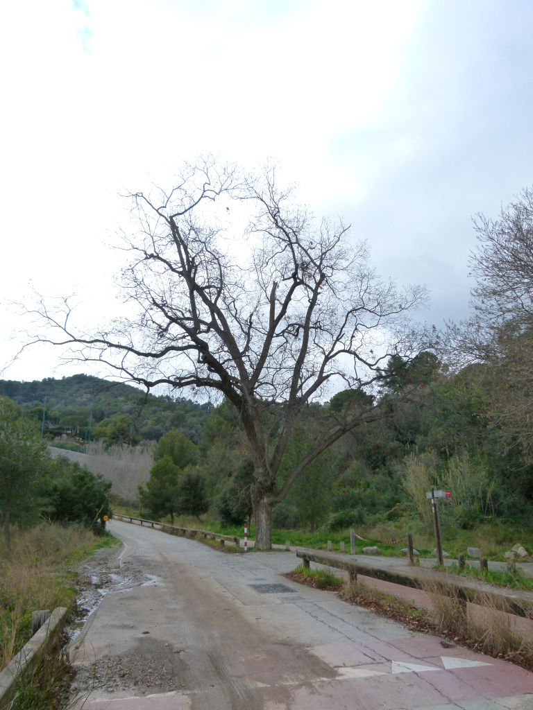 Vista general de l'emplaçament del pacaner.