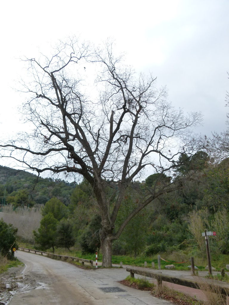 Vista general de l'emplaçament del pacaner.
