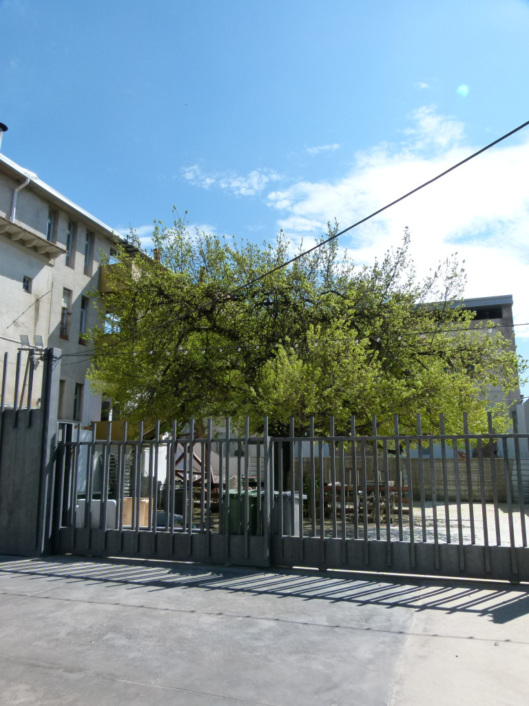 Vista general de l'emplaçament del roure al pati del restaurant de l'Ateneu.