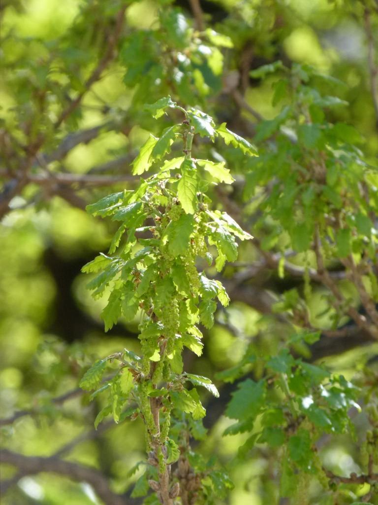 Vista detall de les fulles del roure.