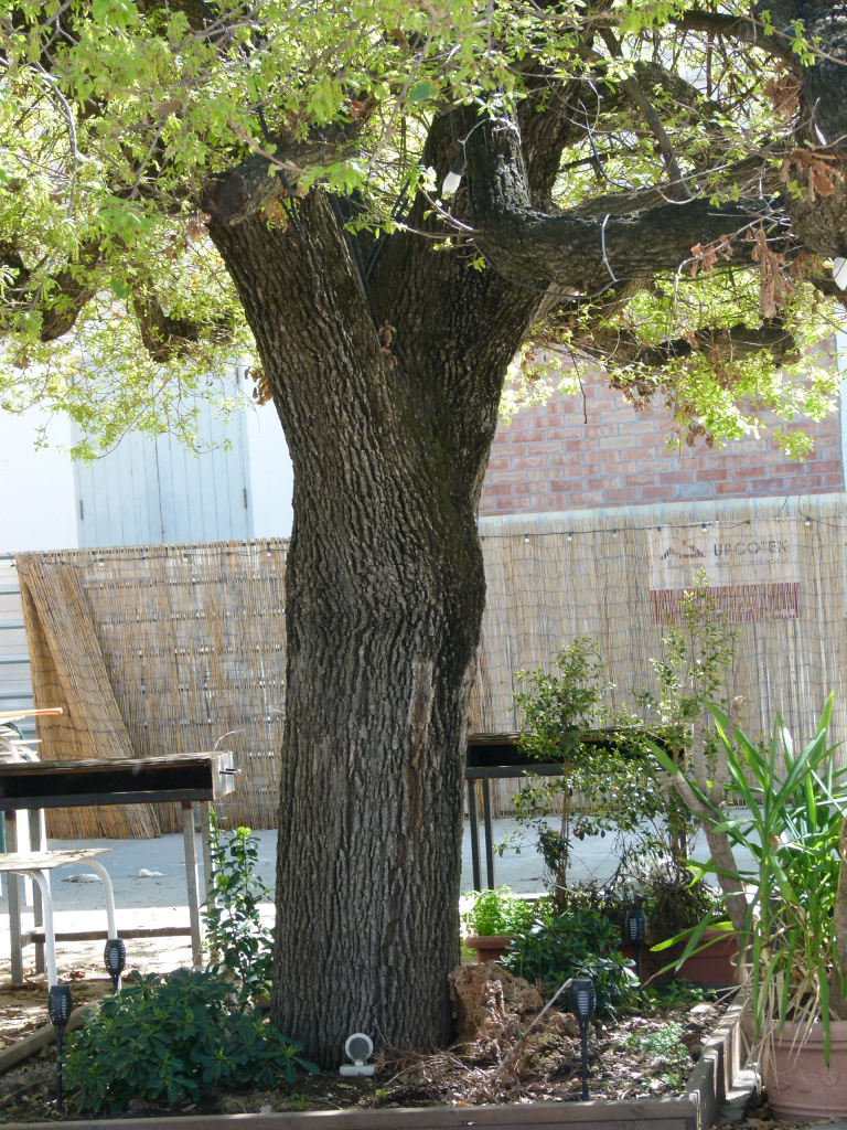 Vista detall del tronc del roure.