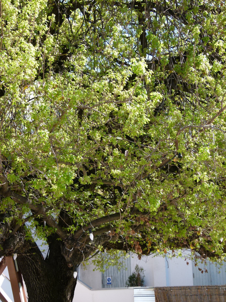 Vista detall de la capçada del roure.