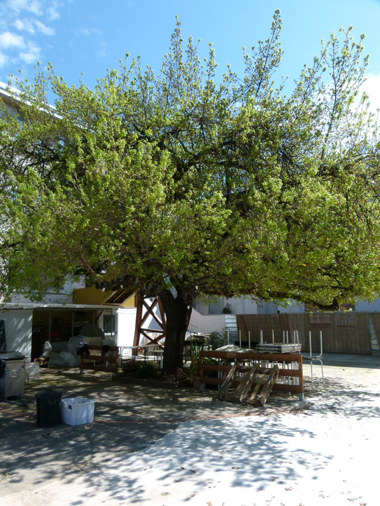 Vista detall del roure.