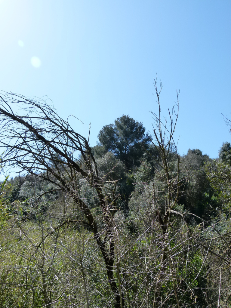 Vista general de l'emplaçament del pi blanc.