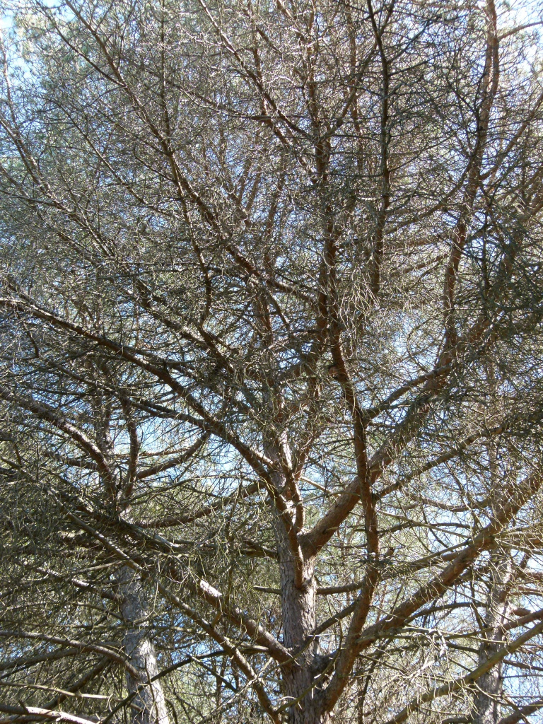 Detall de la capçada.