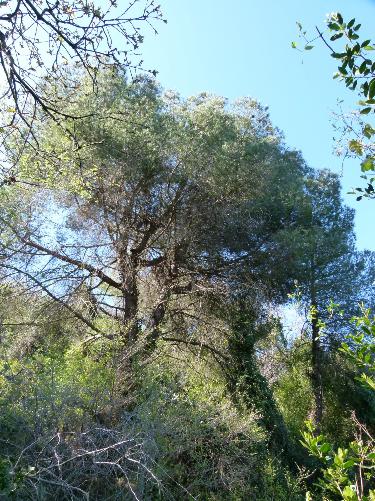 Detall de la capçada.